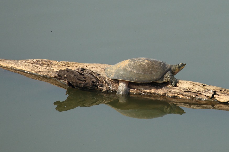 Identificazione tartaruga acquatica